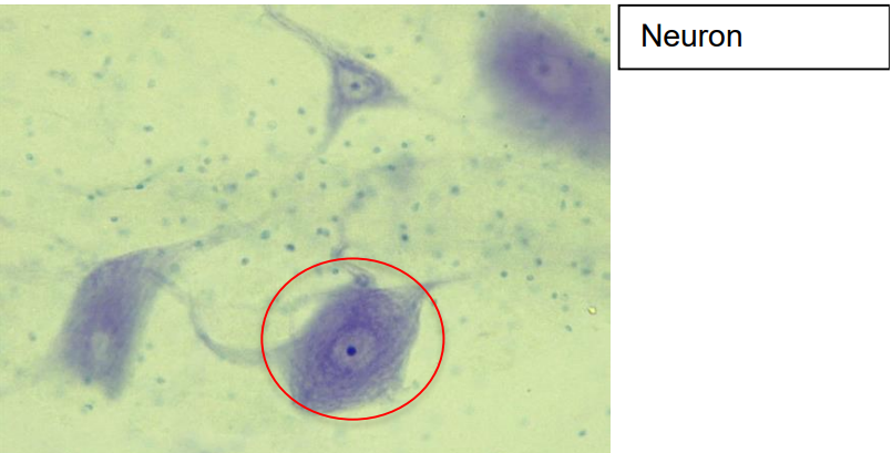 <p>Chacteristics: Branched dendrites, axon, and cell body</p><p>Function: Signal transportation and coordination</p><p>Location: Nervous tissue</p>