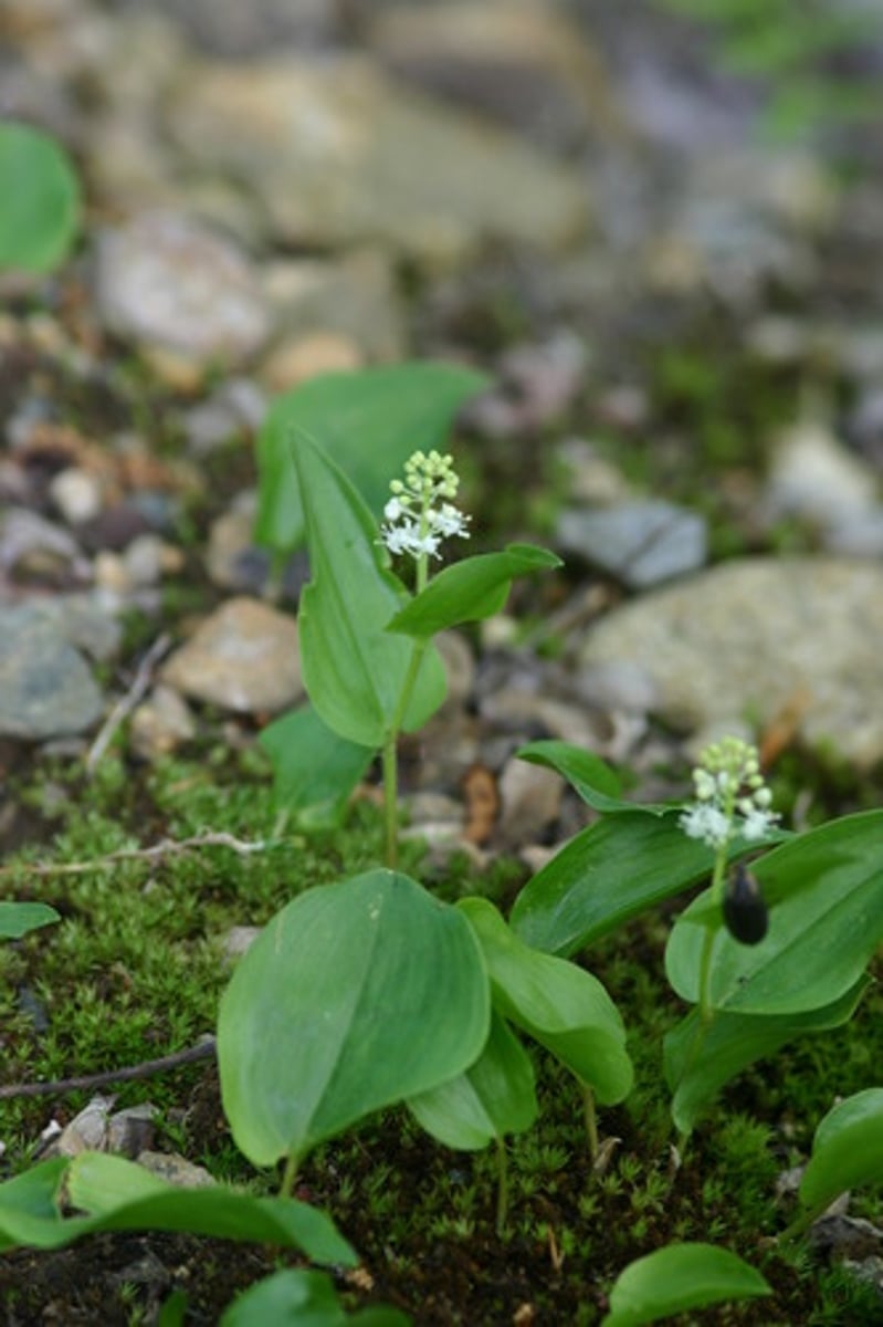 <ul><li><p>linear raceme</p></li><li><p>sessile cordate leaves</p></li><li><p>showy white flowers</p></li><li><p>rhizomal</p></li></ul><p>Species</p>