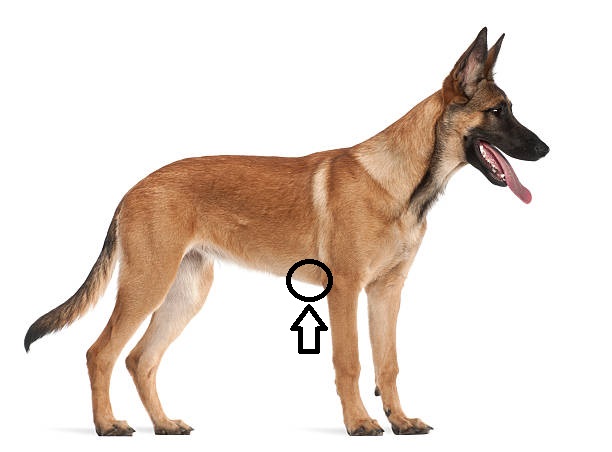 <p>What type of injection is given in the side of the belly?</p>