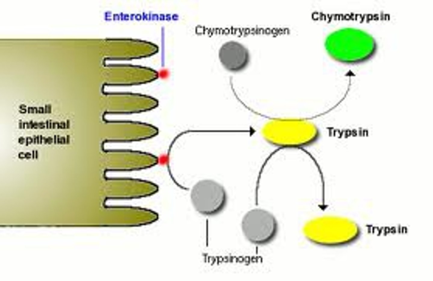 <p>released as inactive tyrpsinogen, which is activated by enterokinase, activates chymotryposin and carboxypeptidase</p>