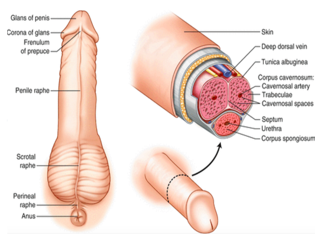 Note: Corpus cavernosum are critical to protecting urethral pathway during erection and help give penis its "engorged"/"erect" look.