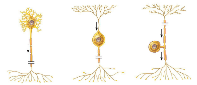 <ol><li><p><strong>Multipolar </strong>→ several dendrties &amp; one axon; dominates the CNS </p></li><li><p><strong>Bipolar </strong>→ one dendrite &amp; one axon; found in retina of eye, inner ear, nasal epithelium</p></li><li><p><strong>Pseudounipolar </strong>→ fused axon &amp; dendrite that emerge from the cell body as one unit; form sensory receptors in PNS</p></li></ol><p></p>