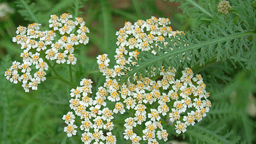 <p><em>Asteraceae -</em> hvězdnicovité</p><p><em>Achillea millefolium -</em> řebříček obecný</p>