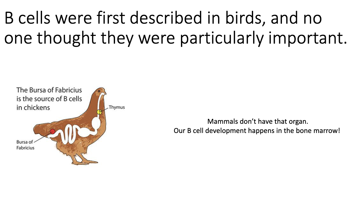 <ul><li><p>“B” <strong>does NOT stand for bone marrow</strong>.</p></li><li><p>It stands for <strong>bursa of Fabricius</strong>—an organ in <strong>birds</strong>, not humans.</p></li><li><p>B cells were first discovered in <strong>chickens</strong> by removing the bursa and observing loss of B cells.</p></li><li><p>Early B-cell research wasn’t recognized as highly as T-cell work because the role of B cells was not yet understood.</p></li><li><p>We now know B cells make <strong>antibodies essential for protection</strong>.</p></li></ul><p></p>