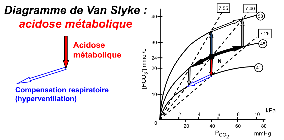 <p>Kompensation durch Hyperventilation</p><p></p><p><strong>Ursachen</strong></p><ul><li><p><strong>Addition von festen Säuren</strong> (<strong>↑ Einnahme</strong> von H+ (Aspirinvergiftung), <strong>metabolische Bildung ↑</strong> von H+ (fleischreiche Diät, ↑ Milchsäureproduktion bei schwerer körperlicher Betätigung (Laktat), Hypoxie, ...))</p></li><li><p><strong>Bikarbonatverlust</strong> (<strong>intestinal</strong> (Verlust der Darmsekretion bei Durchfall) oder <strong>renal</strong> (renale ↓ H+-Sekretion: Nierenversagen, Hemmung der karbonischen Anhydrase, tubuläre Dysfunktion, ...)</p></li></ul>