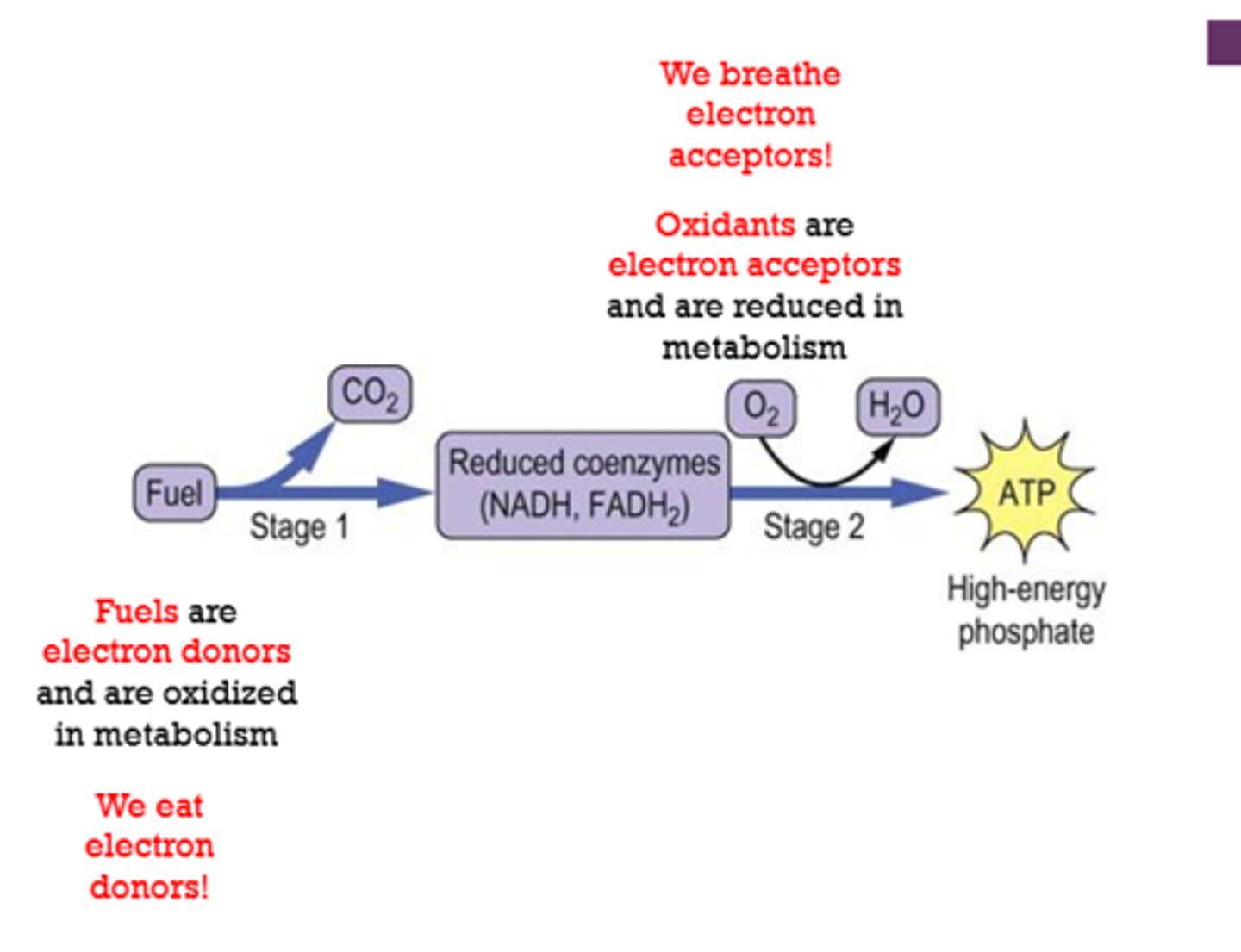 <p>donors</p><p>oxidized</p><p>acceptors</p><p>reduced</p>