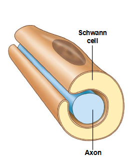 <p>Schwann cells</p>
