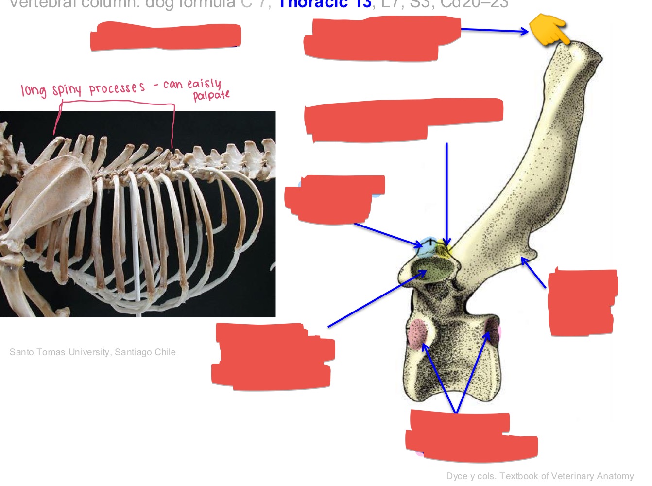 <p>Name the of bone, location, and aspects</p>