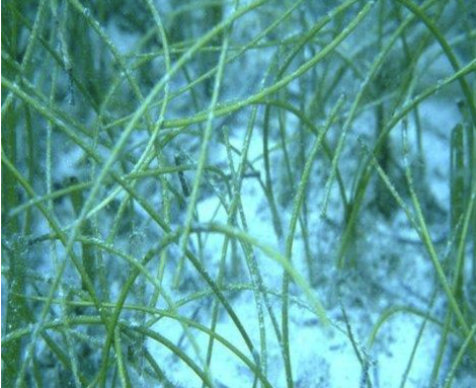 <p>cylindrical with 2-4 blades arising from each rhizome node</p>