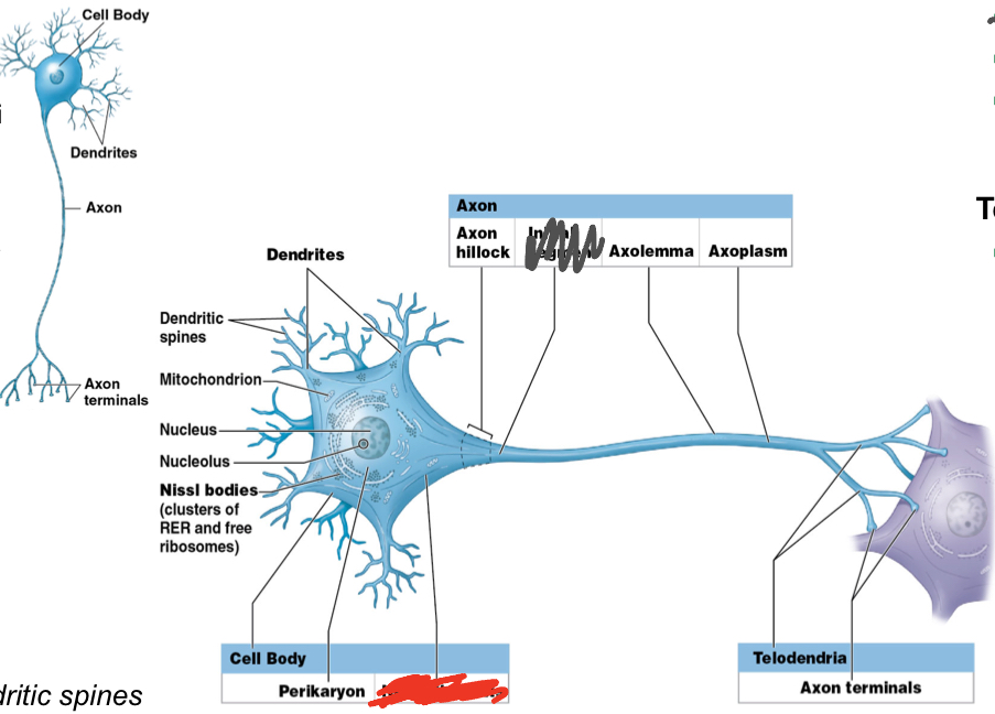 <ol><li><p>Axon hillock: origin of axon from cell body</p></li><li><p>Axolemma; axon's plasma membrane</p></li><li><p>Axoplasm: axon’s cytoplasm</p></li></ol><p></p>