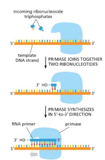 <p>Primase makes primers, which is a short sequence of nucleotides with a free 3’OH. DNA polymerase requires a “bound primer” to begin adding nucleotides to the template strand.</p><p>Primase proceeds in the 3’→5’ direction</p>