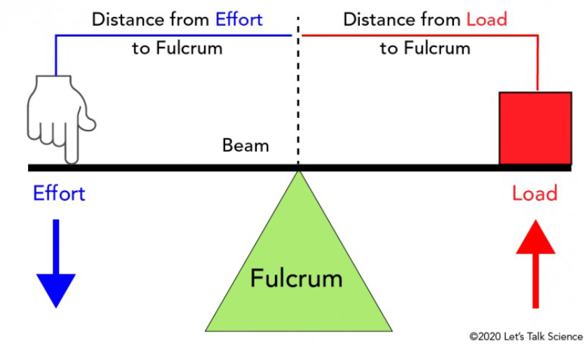 <p>There is a:</p><ul><li><p>Effort (Muscle)</p></li><li><p>Fulcrum (Joint)</p></li><li><p>Load (the weight/force you are moving against)</p></li></ul><p></p>