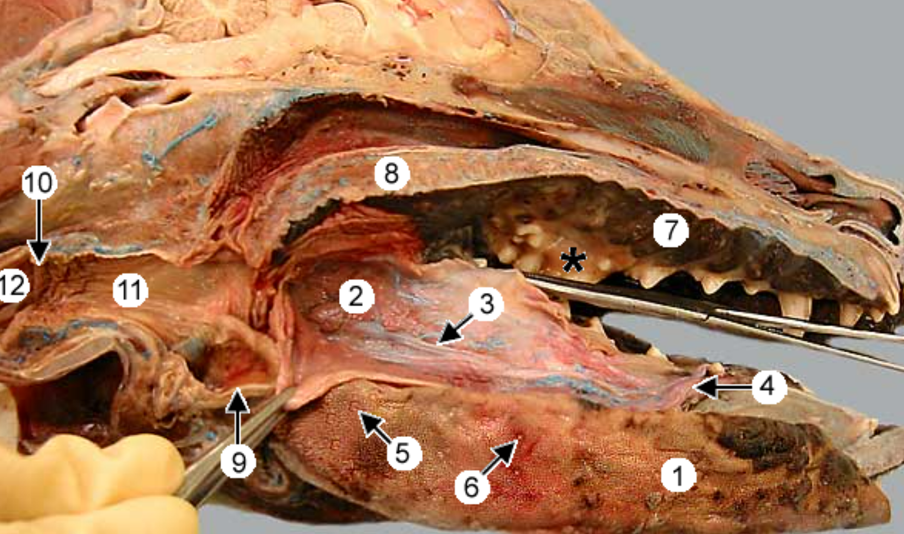 <p>label the parts of the oral cavity (canine head split in half): 4, 5, 6, 7, 8, 9, 11, 12</p><p>(1) is the tongue &amp; it’s pulled to the side (tweezers pulling it back)</p>