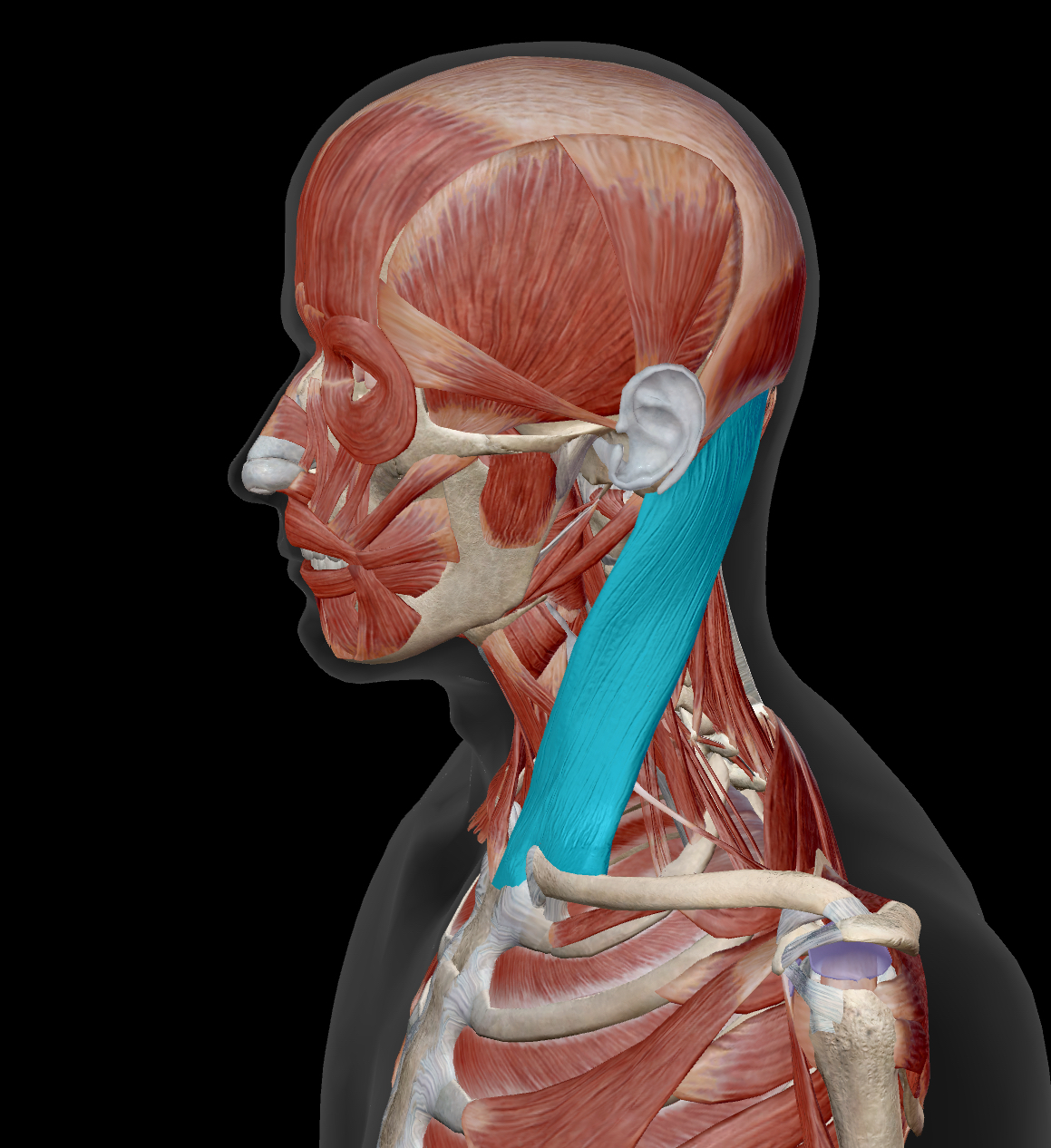 <p>Sternocleidomastoid </p><p>Origin: Sternum and Clavicle </p><p>Insertion: Mastoid Process</p><p>Action: <strong>Together</strong>: Flex cervical portion of vertebral column, extend head, and elevate sternum during forced inhalation <strong>Singly</strong>: Laterally flex and rotate neck to the opposite side</p><p>Innervation: spinal accessory </p><p></p>
