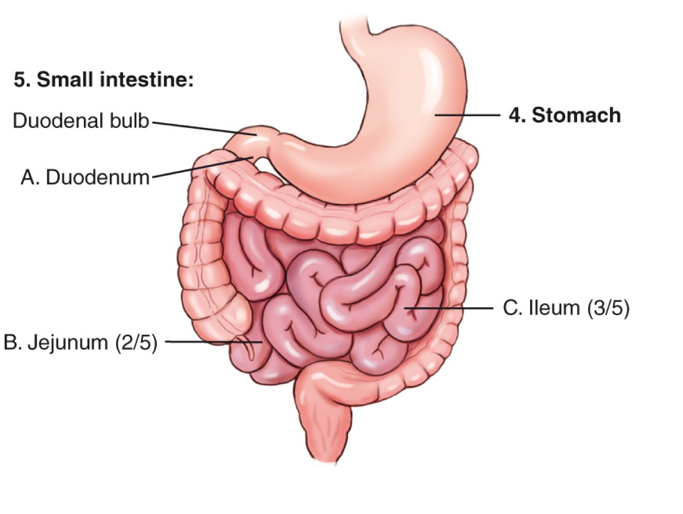 <p>Stomach</p>