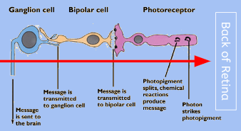 eye cells.