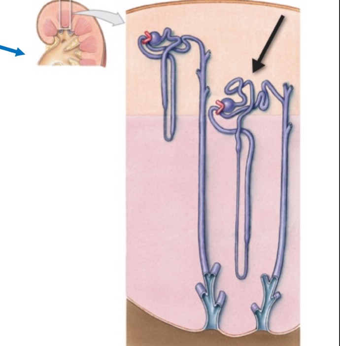 <p>Name the structure </p>