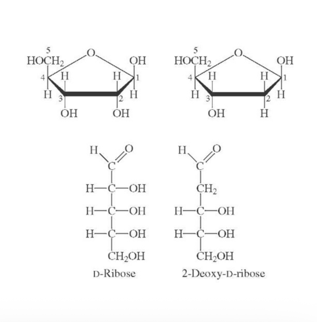 <p>Aldopentose with the formula C5H10O5</p>