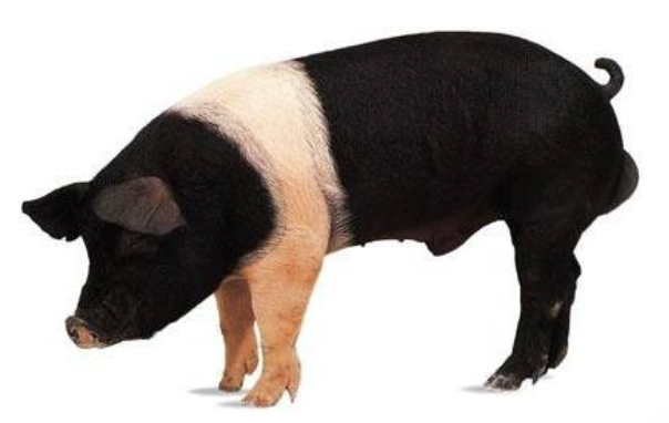 <p>Hampshire</p><p></p><p><strong>Origin</strong>: Kentucky, from English breeds</p><p><strong>Color</strong>: Black with a white belt</p><p><strong>Body</strong>: upright ears</p><p><strong>Traits</strong>: used in many cross breeding programs</p>