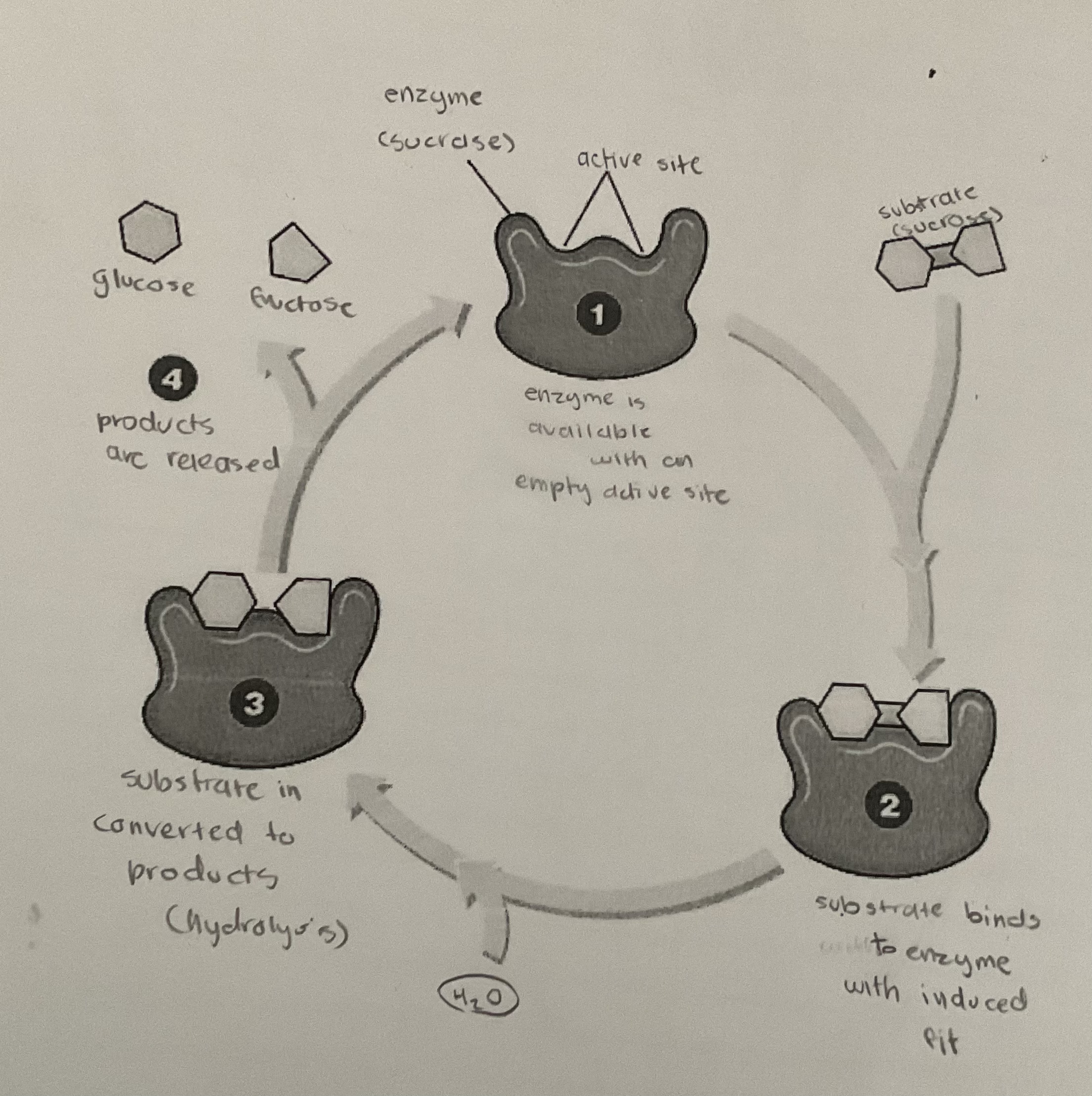 knowt flashcard image