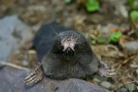 <p><em>Condylura cristatus</em></p>