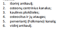 <p>ilgojo kaulo diafizės išilginis pjūvis</p>