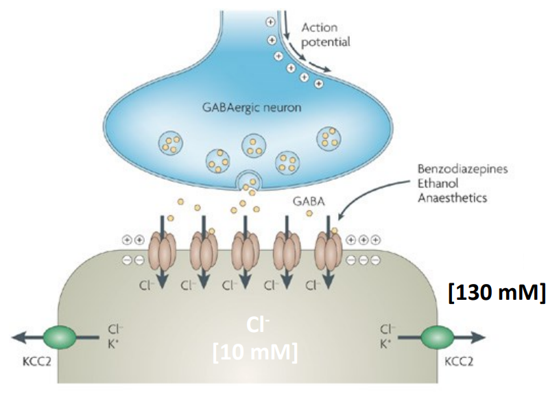 <ul><li><p class="">KCC2 pumps Cl⁻ out of the cell, maintaining low intracellular Cl⁻</p></li><li><p class="">This creates a Cl⁻ gradient that allows Cl⁻ to enter via GABA<sub>A</sub> receptors</p></li><li><p class="">Cl⁻ influx causes hyperpolarisation = inhibition</p></li><li><p class="">Without KCC2, Cl⁻ builds up = ↓ inhibition = risk of seizures & death</p></li></ul><p></p>