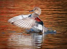 <p>Subtle gray/brown duck with black rump. White wing patch in flight.</p>