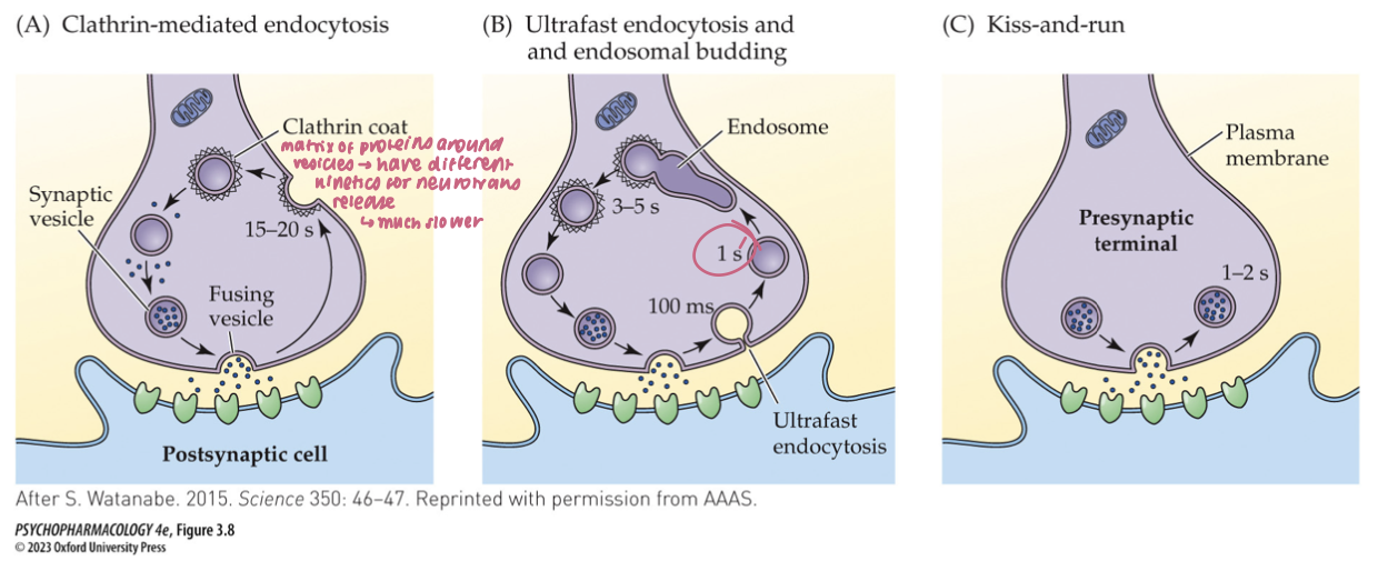 <ol><li><p>clathrin-mediated endocytosis&nbsp;</p></li><li><p>ultrafast endocytosis&nbsp;</p></li><li><p>kiss-and-run</p></li></ol><p></p>