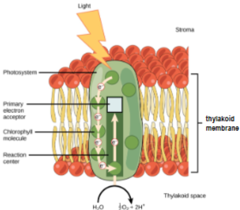 <ul><li><p><strong>LDR converts light energy into chemical energy</strong></p></li><li><p>occurs within <strong>photosystem </strong>- group of pigment molecules and proteins (in thylakoid membrane) - like a light gathering antenna</p></li><li><p><strong>photon (unit of light) absorbed by 1st chlorophyll molecules in photosystem</strong> → electron excited &amp; break free; H2O = O2 + 2H</p></li><li><p>O2 waste product released through sotmata</p></li><li><p>electron (transport of H+ ions) now passed down series of proteins (stroma into thylakoid) that makes up an electron transport chain creating (portential) energy</p></li></ul><p></p>