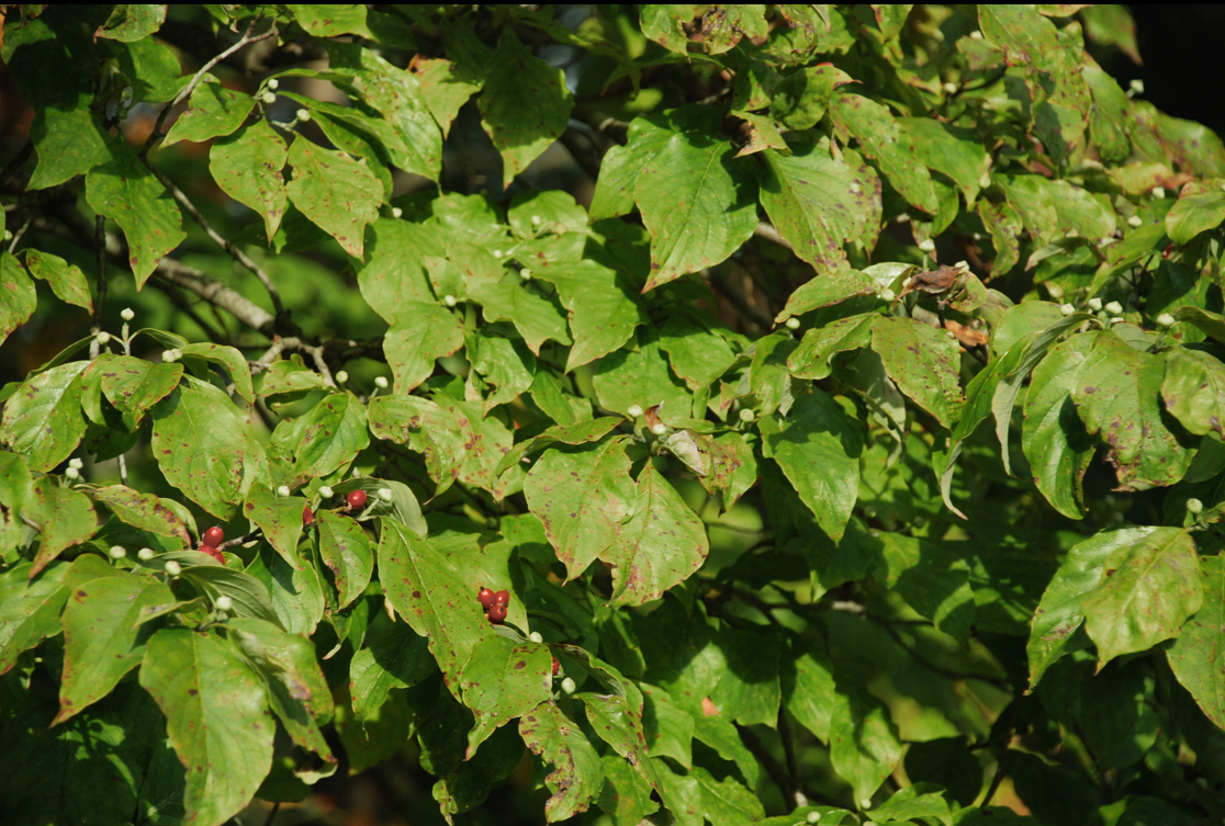 <p>Flowering dogwood</p>