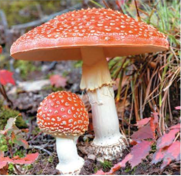 <p>important decomposers and ectomycorrhizal fungi Ex. mushrooms Produce spores on basidia</p>