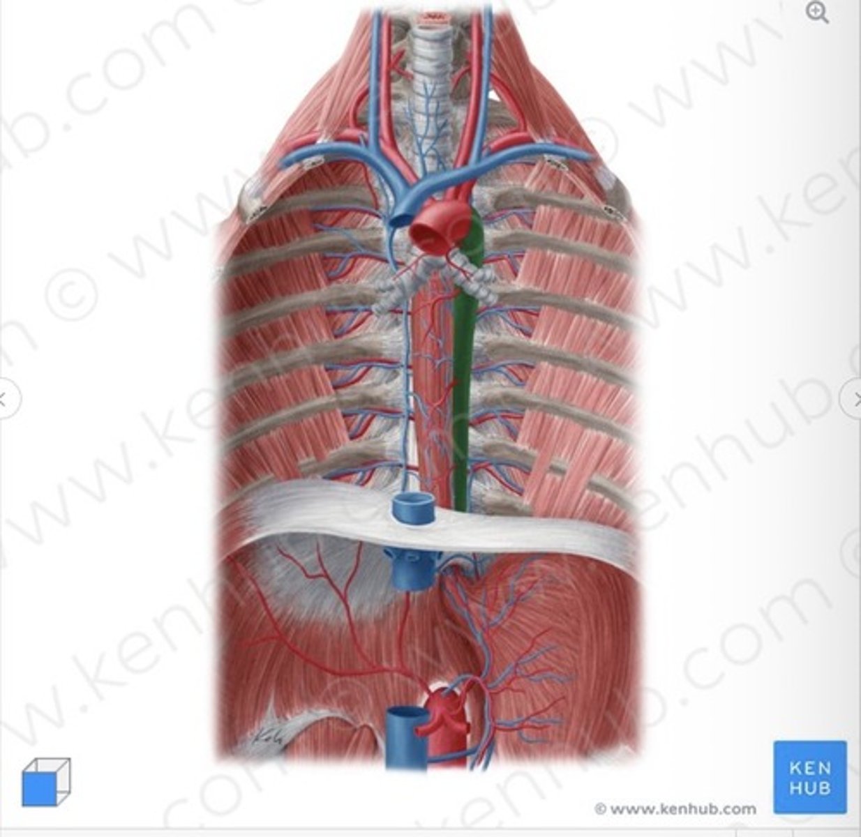 <p>descending, is part of the ascending aorta</p>