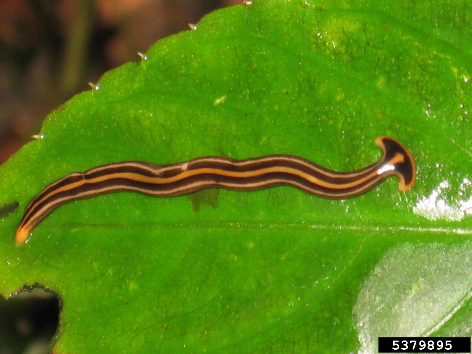 <p>Hammerhead worm <em>(Bipalium)</em></p>