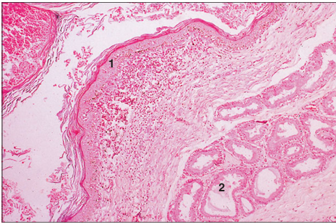 <p>Identify the structure:</p><p>Specie:</p><p>Parts:</p><p>1.__ 2.__ </p><p>Stain used:</p>