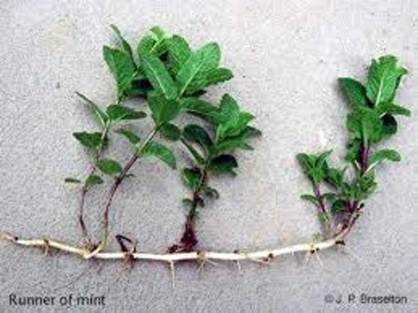 <p>A single parent copies itself to form a genetically identical offspring.</p>