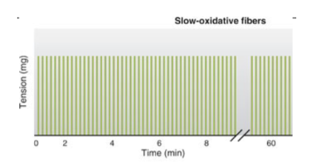 <ul><li><p>slow myosin ATPase</p></li><li><p>least amount of tension (least amount of force)</p></li><li><p>least likely to fatigue</p></li></ul><p></p>