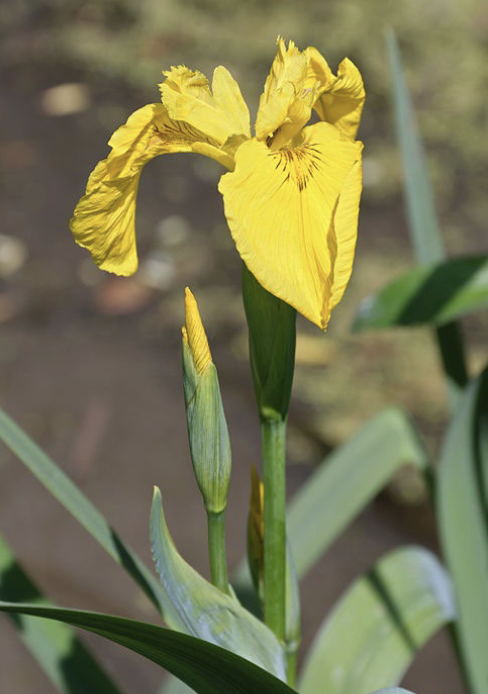 <p>3-5’</p><p>may-june</p><p>wet to moist soils</p><p>full sun. part sun part shade</p><p>Tall iris for wet soils with bold yellow flowers in late spring.</p>