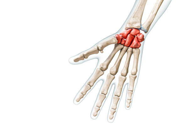 <p>What bone is this? </p>