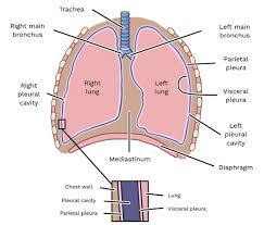 <ul><li><p>right and left pleural cavities </p></li><li><p>pleura - visceral, parietal</p></li><li><p>right lung - 3 lobes</p></li><li><p>left lung - 2 lobes</p></li><li><p>each lung has; apex, base, costal surface and medial surface with a hilum </p></li></ul><p></p>
