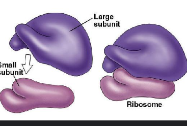 <p>Small, complex proteins that assemble other proteins from amino acids.</p>