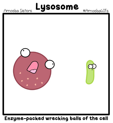<p>Intracellular digestion of proteins, nucleic acids, complex carbohydrates, phospholipids, and other substances</p>
