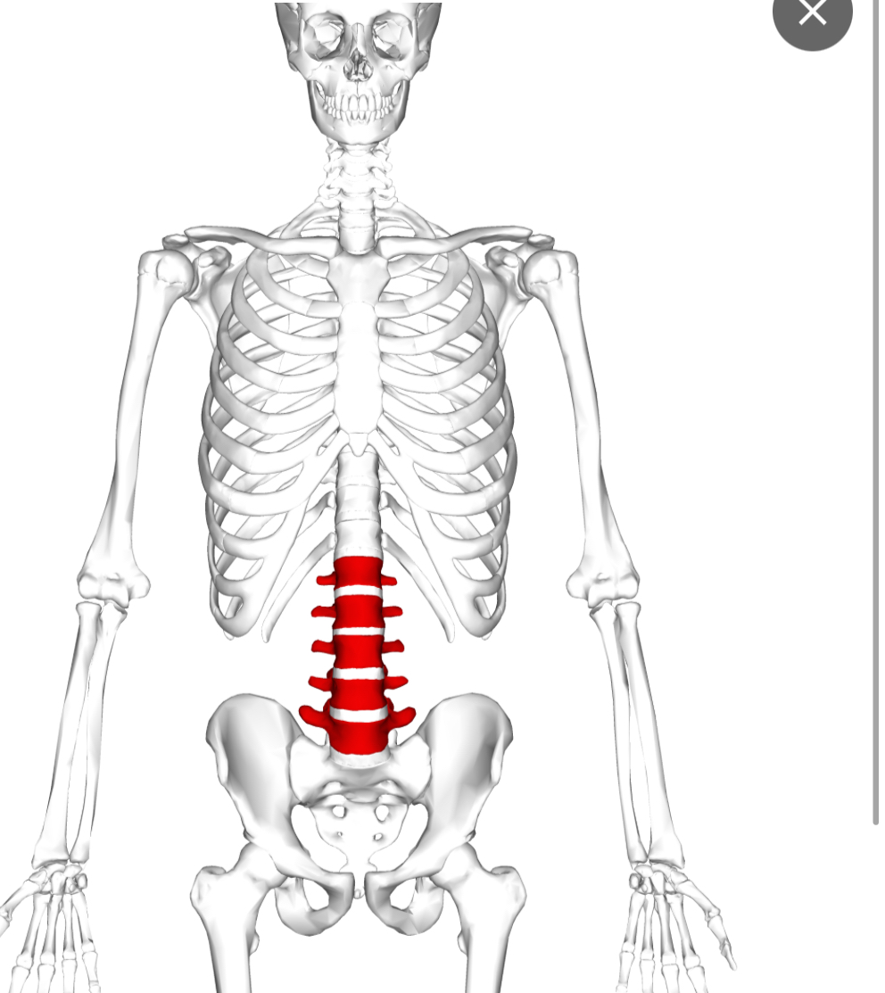 <p>Lumbar vertebrae </p>