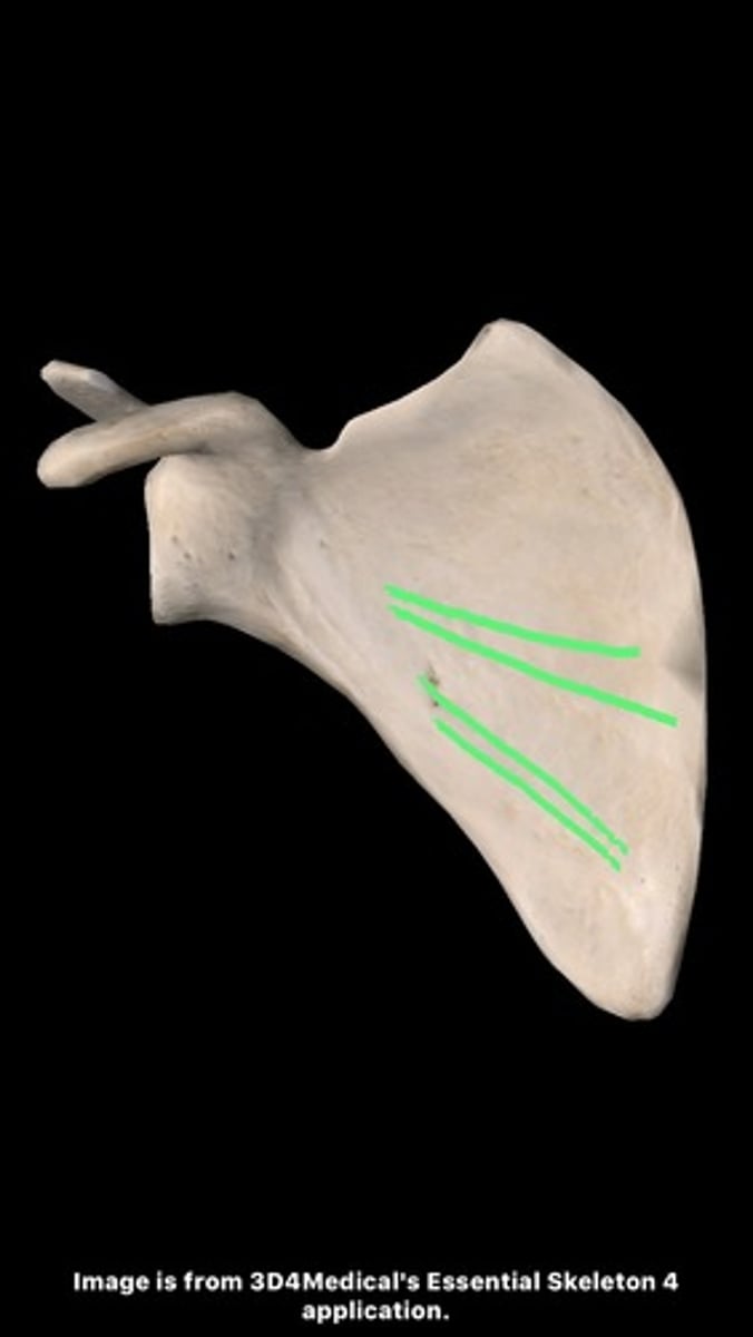 <p>cross SUBSCAPULAR FOSSA from superolateral to inferomedial, formed by intramuscular tendons of subscapularis muscle</p>