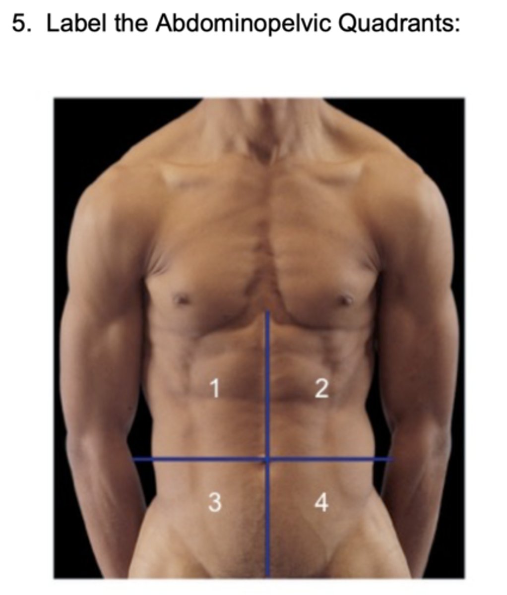 <p>Left Lower Quadrant</p>