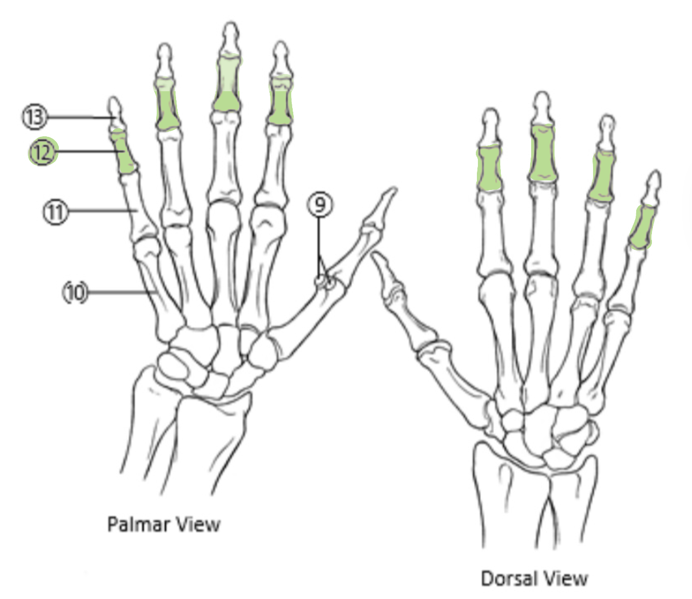 <p>Which bones are highlighted?</p>