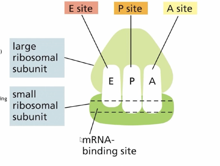 <p>RIbosome anatomy </p>