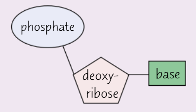 <ul><li><p><strong>Pentose sugar </strong>in <strong>DNA nucleotide </strong>= <strong>deoxyribose</strong></p></li><li><p>Each DNA nucleotide has <strong>same sugar </strong>+ <strong>phosphate group</strong></p><ul><li><p><strong>Base </strong>varies</p></li></ul></li></ul><p></p>