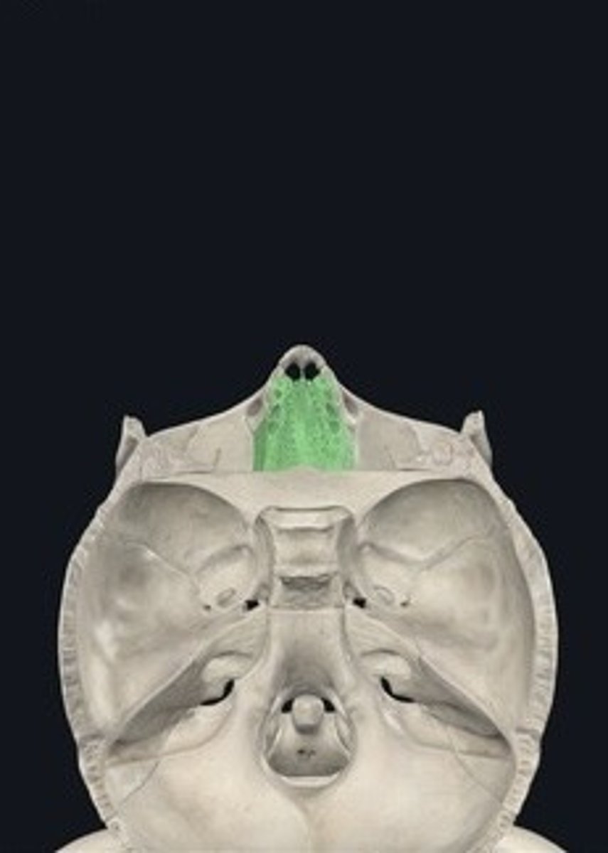 <p>Bone forming part of the nasal cavity.</p>