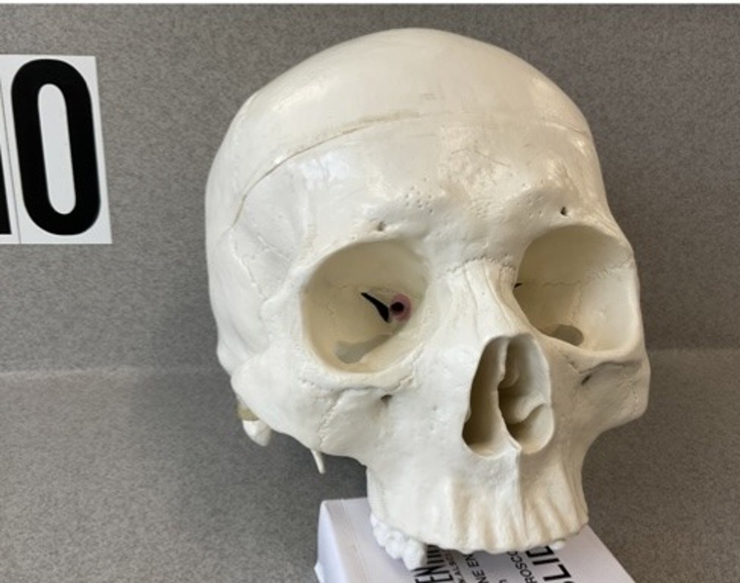 knowt flashcard image